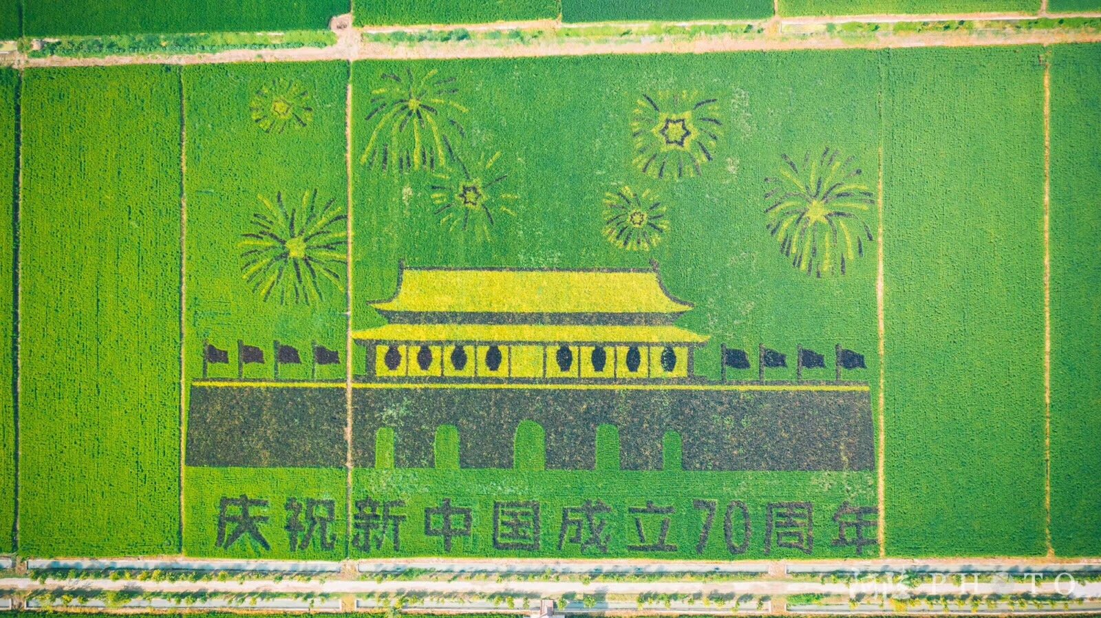 寿县安丰塘稻田画.@阿陆photo