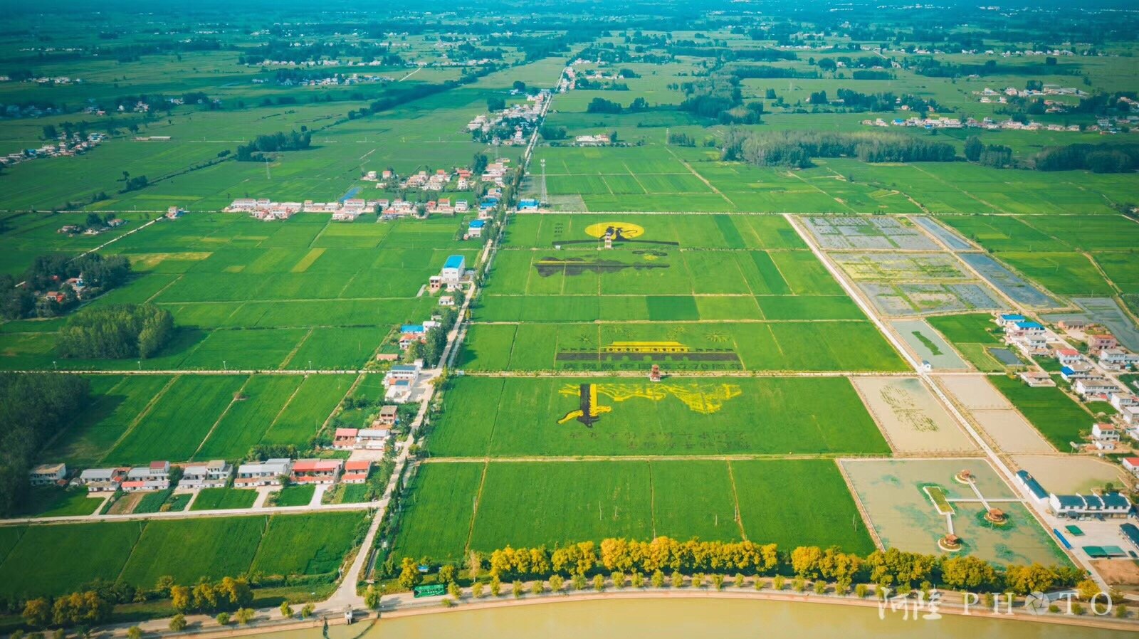 寿县安丰塘稻田画.@阿陆photo