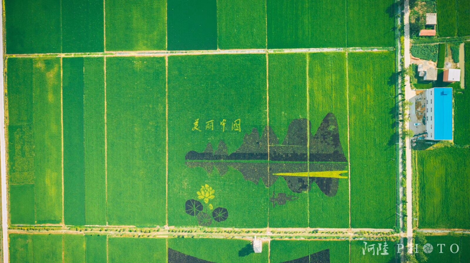 寿县安丰塘稻田画.@阿陆photo