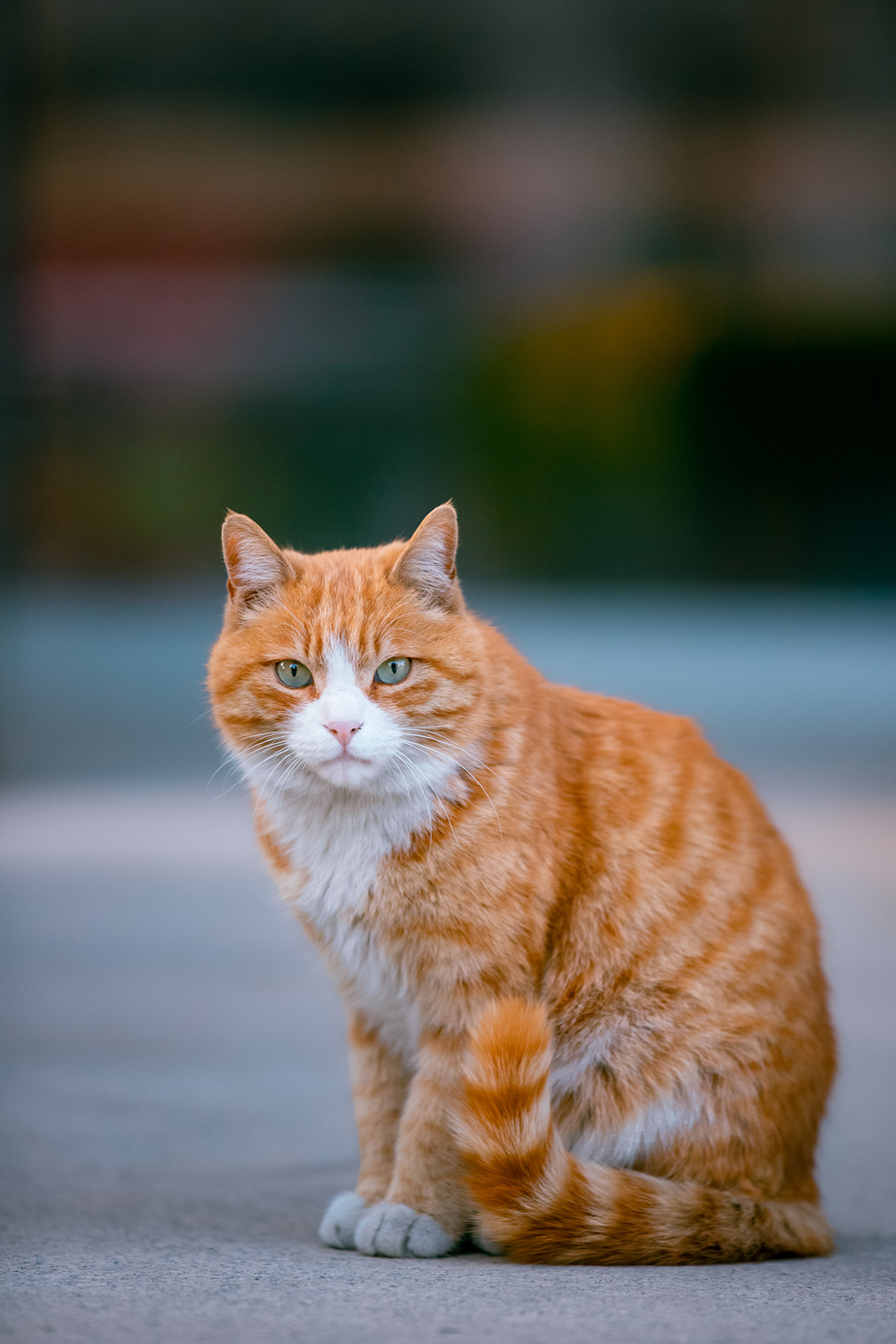 气质大橘和追求她的方脸兰朋友