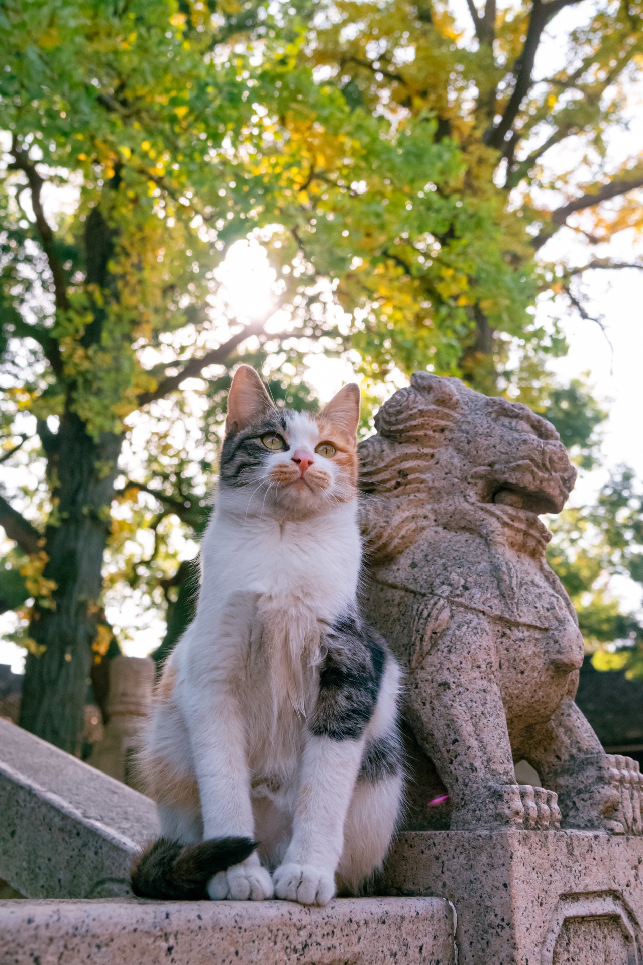 苏州西园寺猫图片