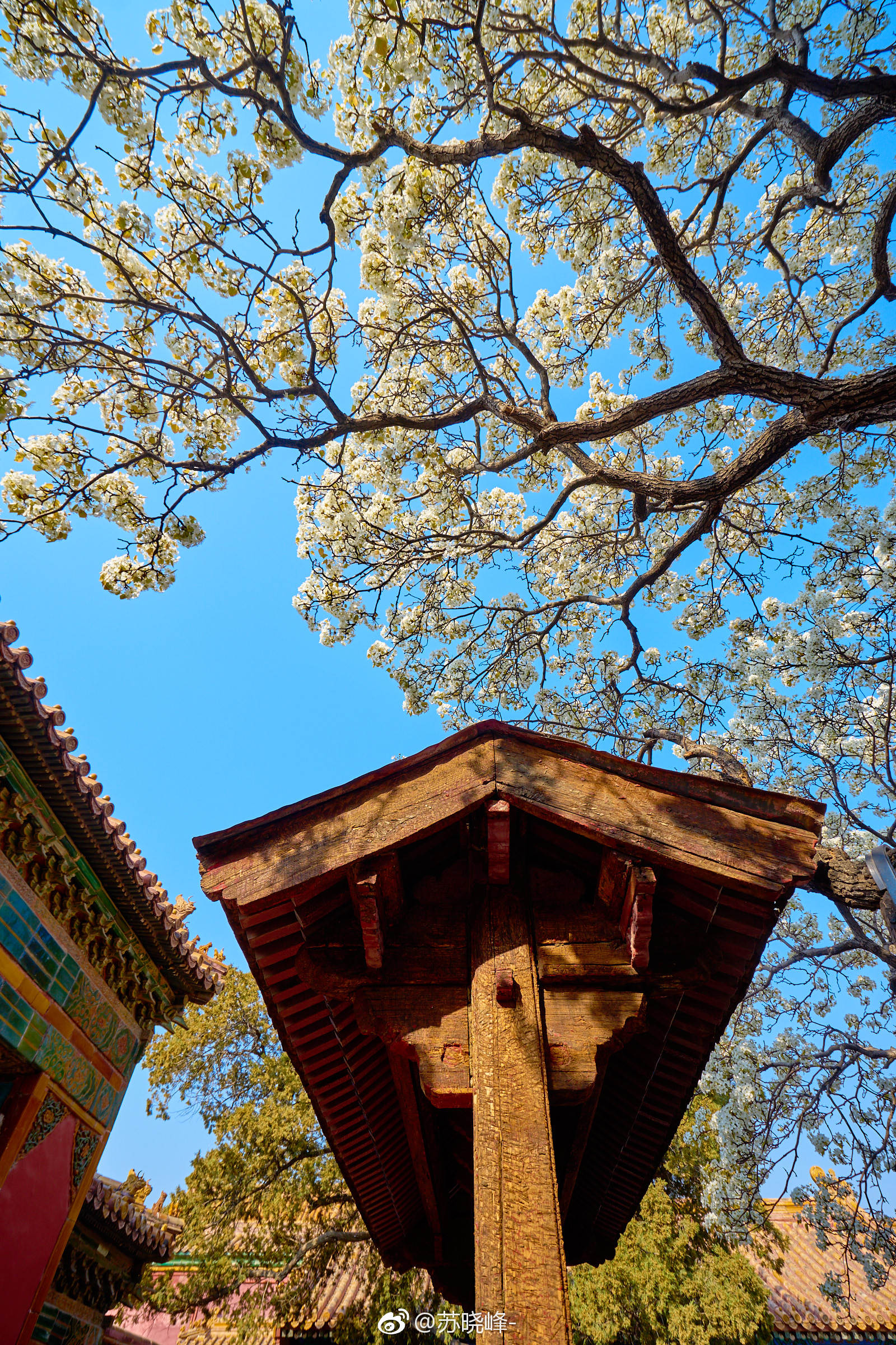 故宫承乾宫的这一树梨花开的好繁盛.