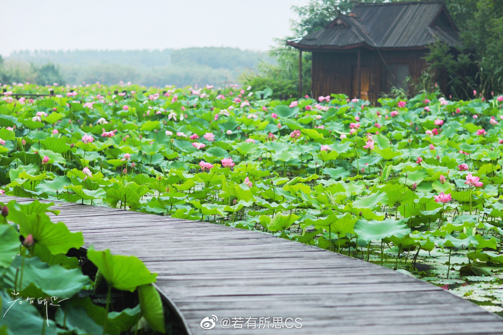 江苏常熟,沙家浜风景区的夏日,荷花开满池.喜欢荷花,你呢