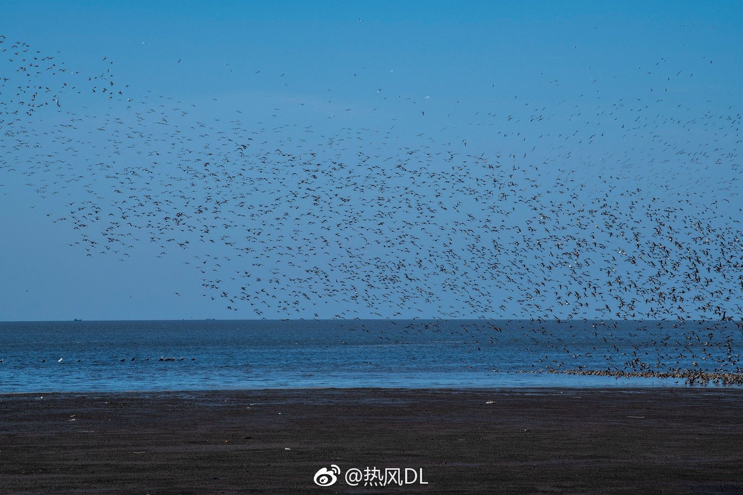 丹东鸭绿江口的鸟浪|鸭绿江|鸟|丹东_新浪新闻