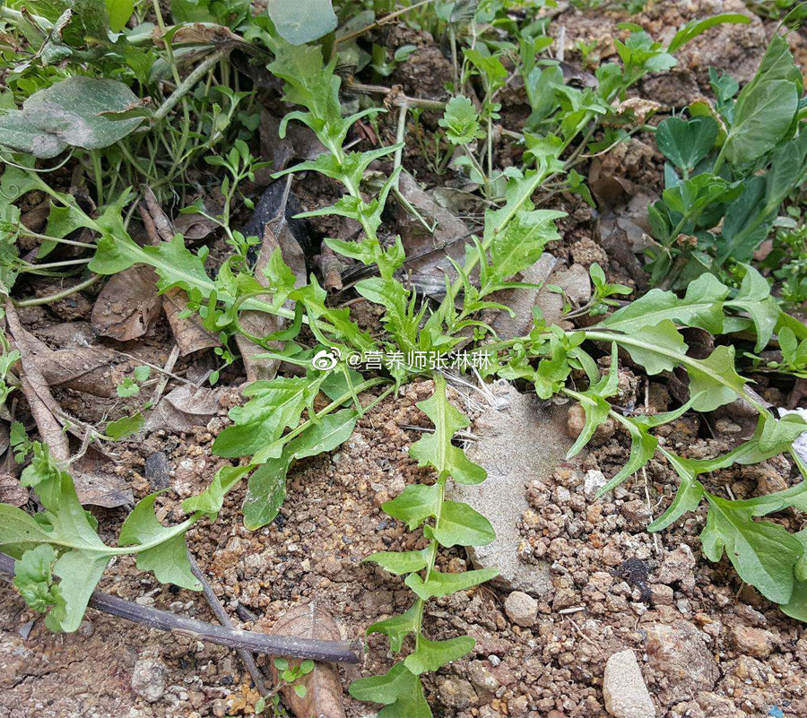 生完孩子后喝荠菜水