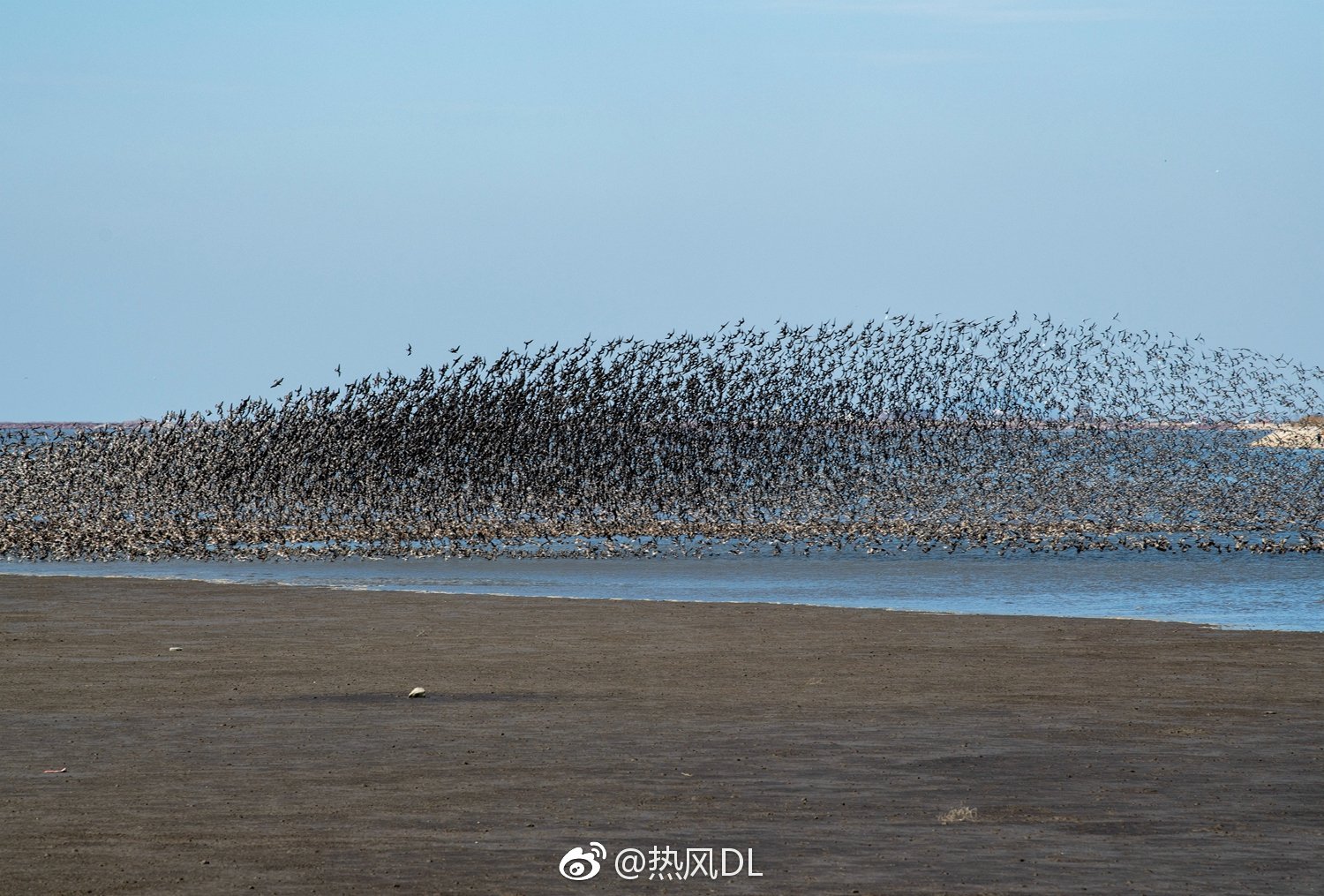 丹东鸭绿江口的鸟浪