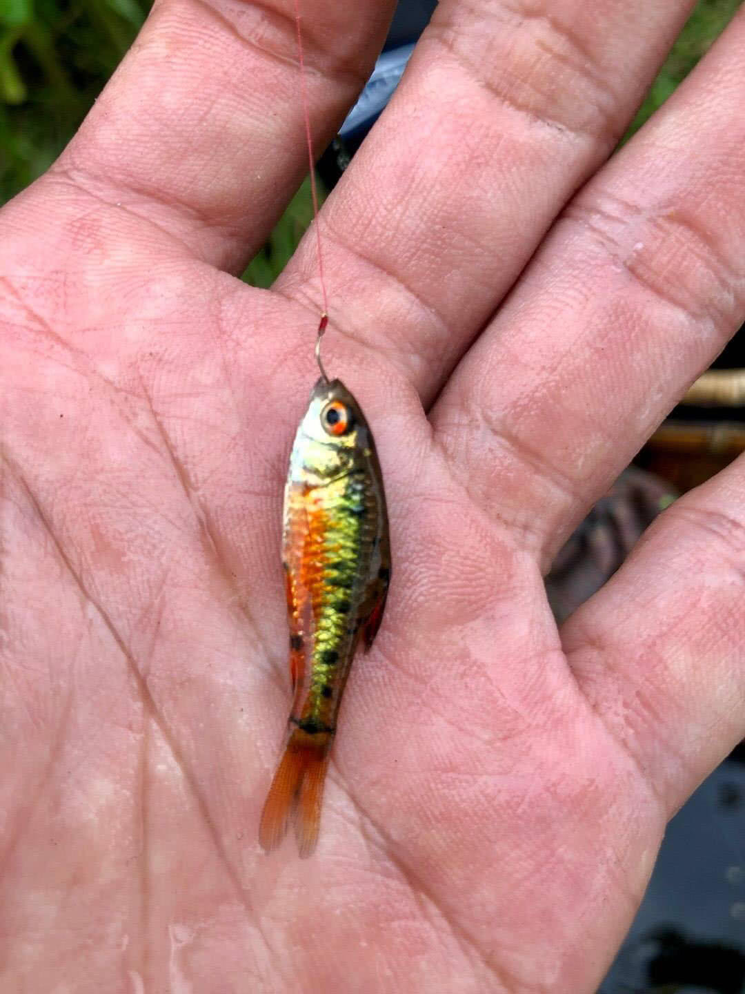 这样漂亮的小鱼,可以玩一整天,我们海南人叫它"花鱼仔"