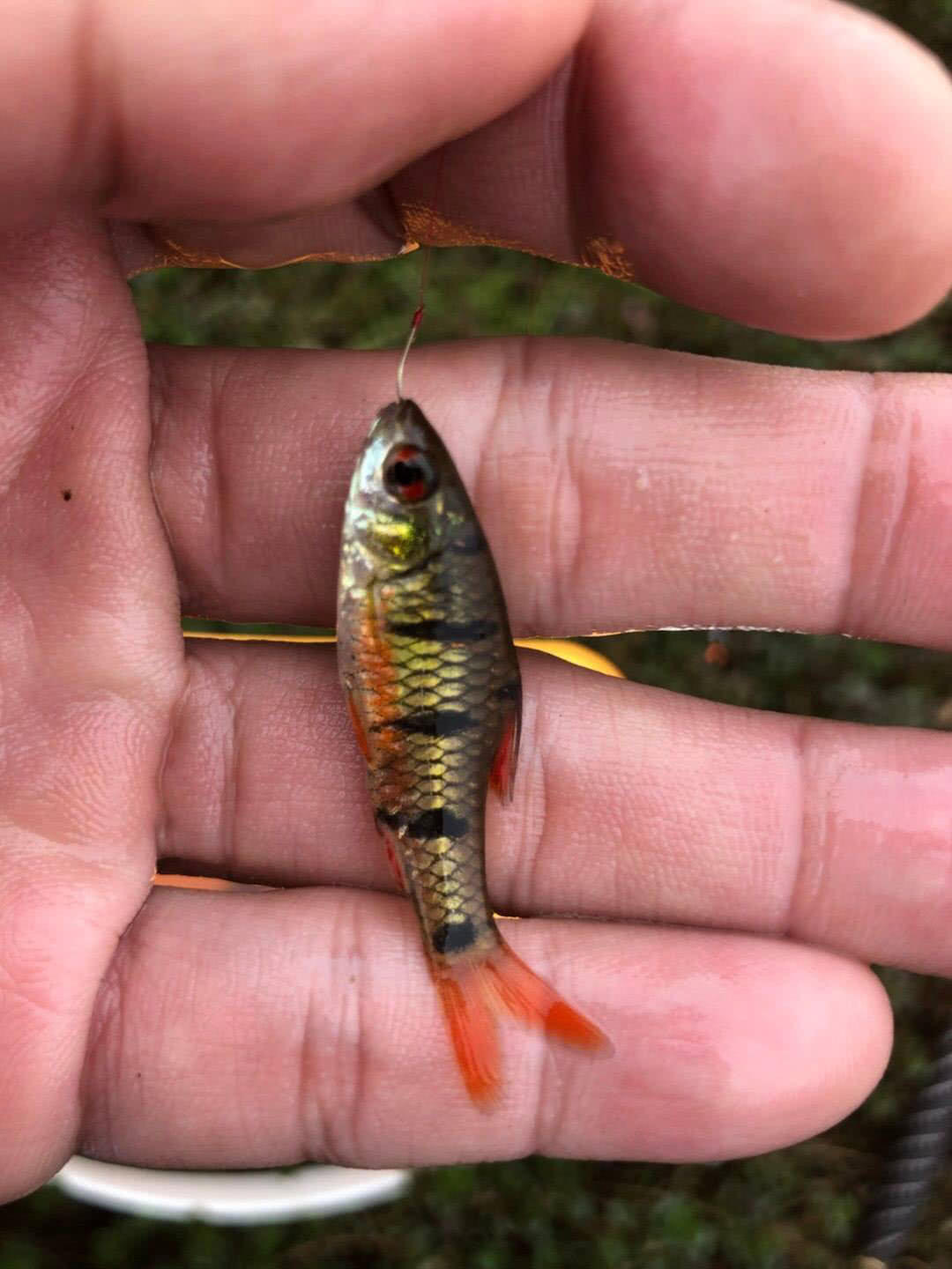 这样漂亮的小鱼,可以玩一整天,我们海南人叫它"花鱼仔"