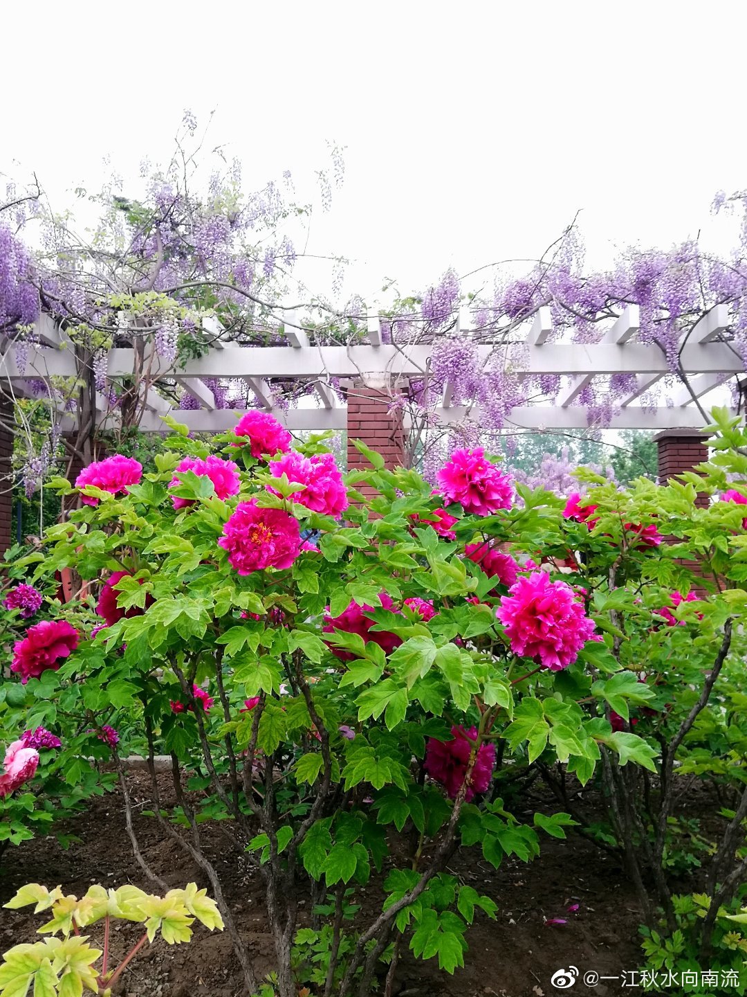 清华大学.牡丹园紫藤花开