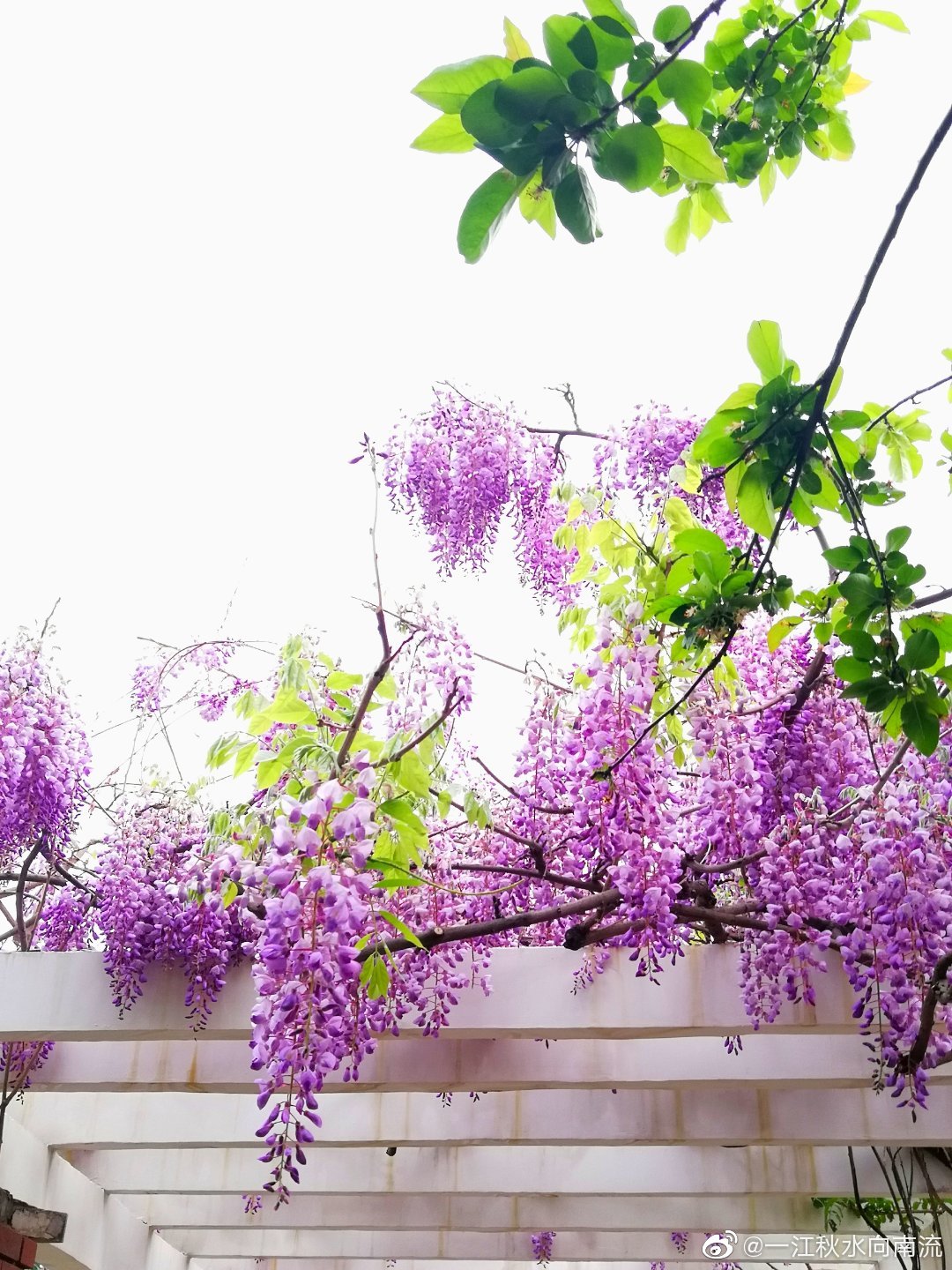 清华大学.牡丹园紫藤花开