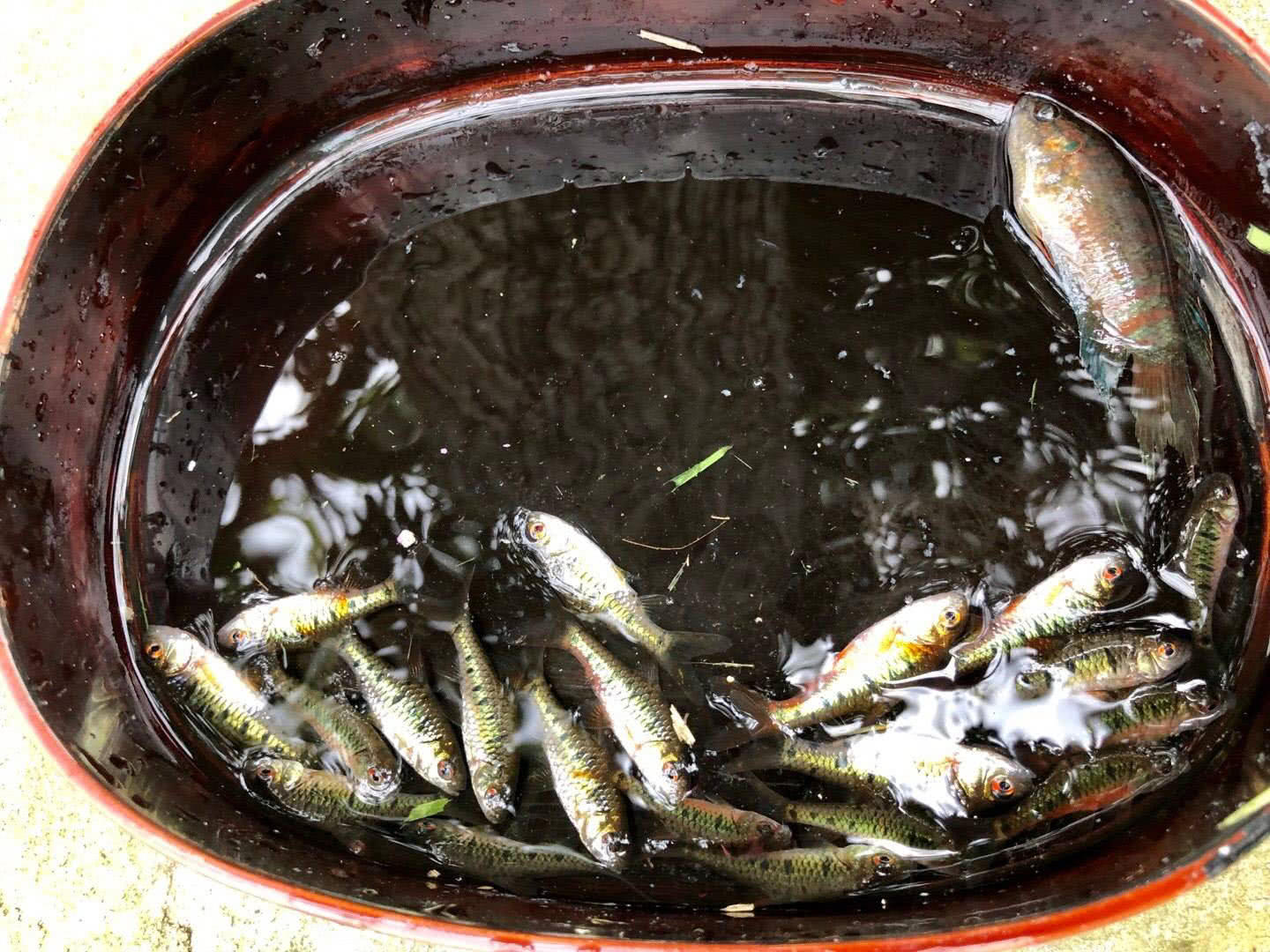 这样漂亮的小鱼,可以玩一整天,我们海南人叫它"花鱼仔"