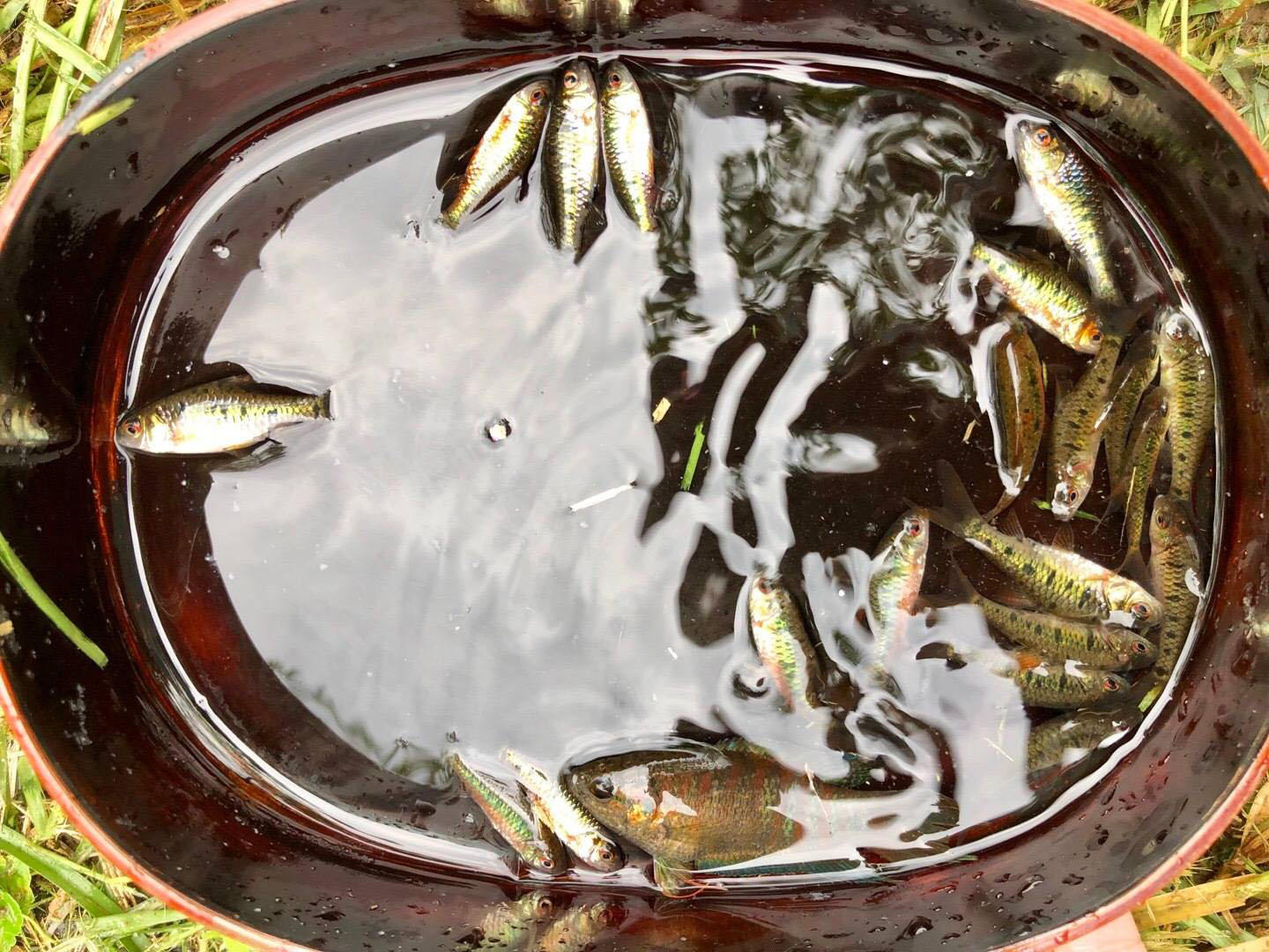 这样漂亮的小鱼,可以玩一整天,我们海南人叫它"花鱼仔"