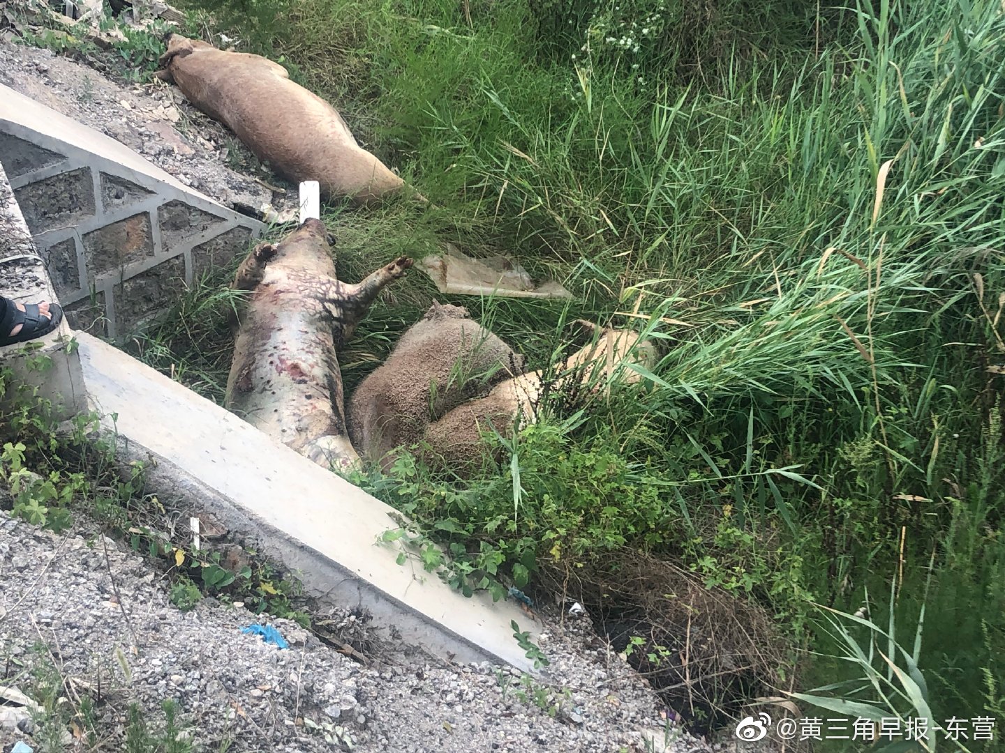 4头死猪被遗弃s231省道旁生蛆 防疫部门已处理 警方正全力侦破