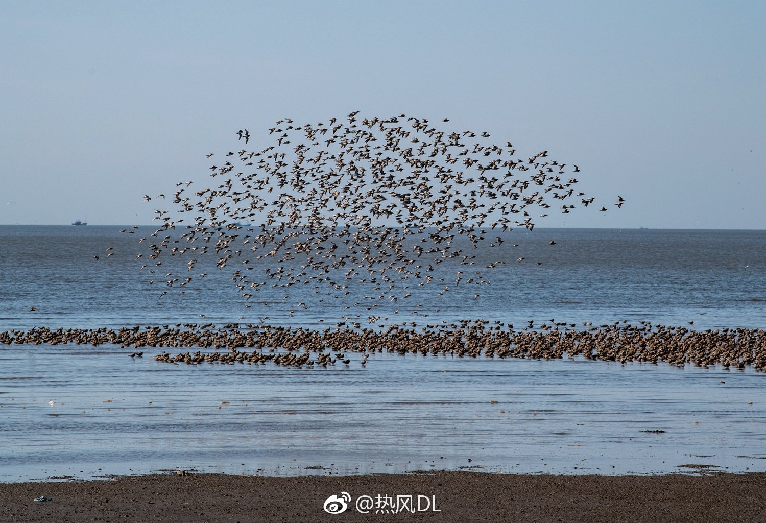 丹东鸭绿江口的鸟浪|鸭绿江|鸟|丹东_新浪新闻