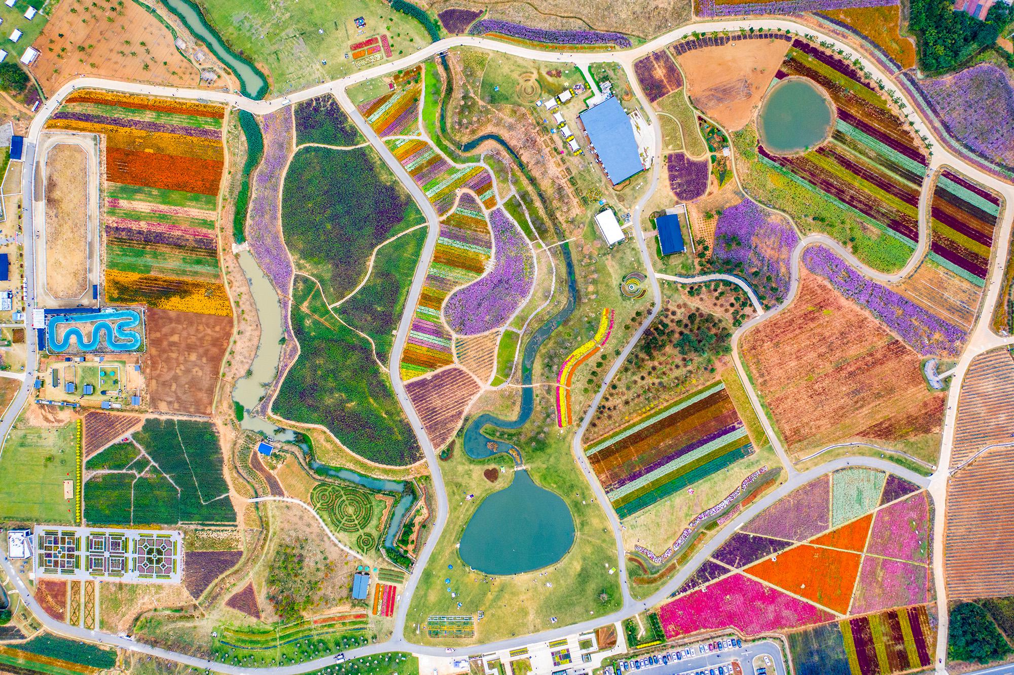 你好这里是镇江句容伏热花海