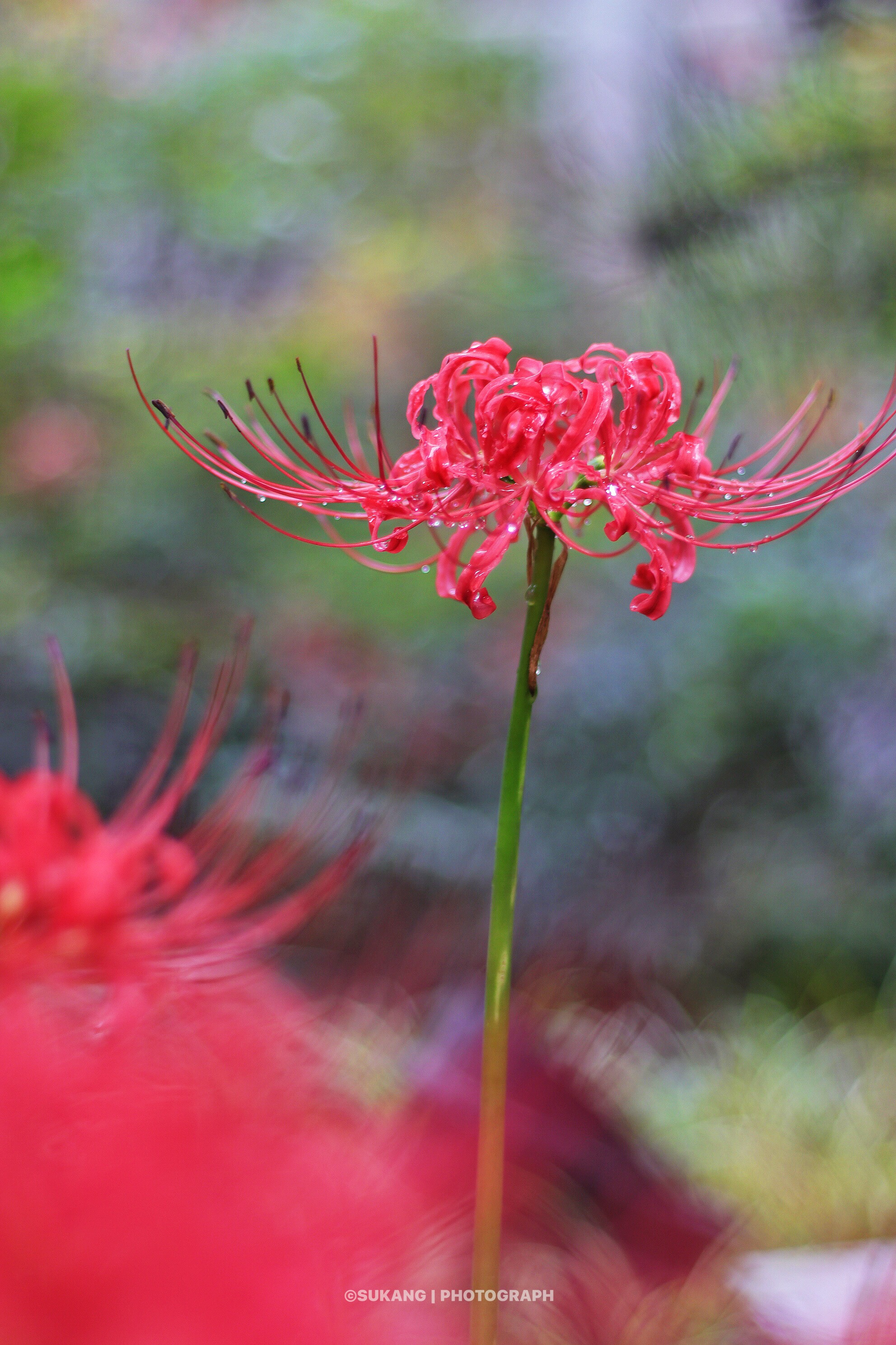 佛说彼岸 无生无死 无苦无悲 无欲无求 佛说彼岸 无生无死 无苦无悲 无欲无求