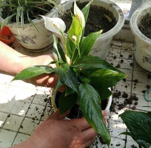 想要白掌花苞多,开花艳?学会"4点"小技巧,开花一茬又一茬!