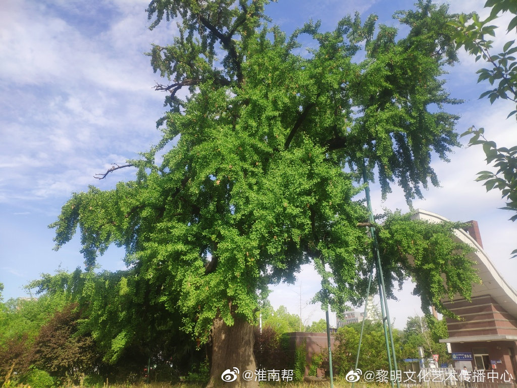 淮南市凤台一中校内千年古银杏树