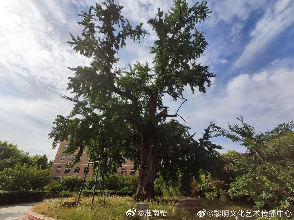 淮南市凤台一中校内千年古银杏树