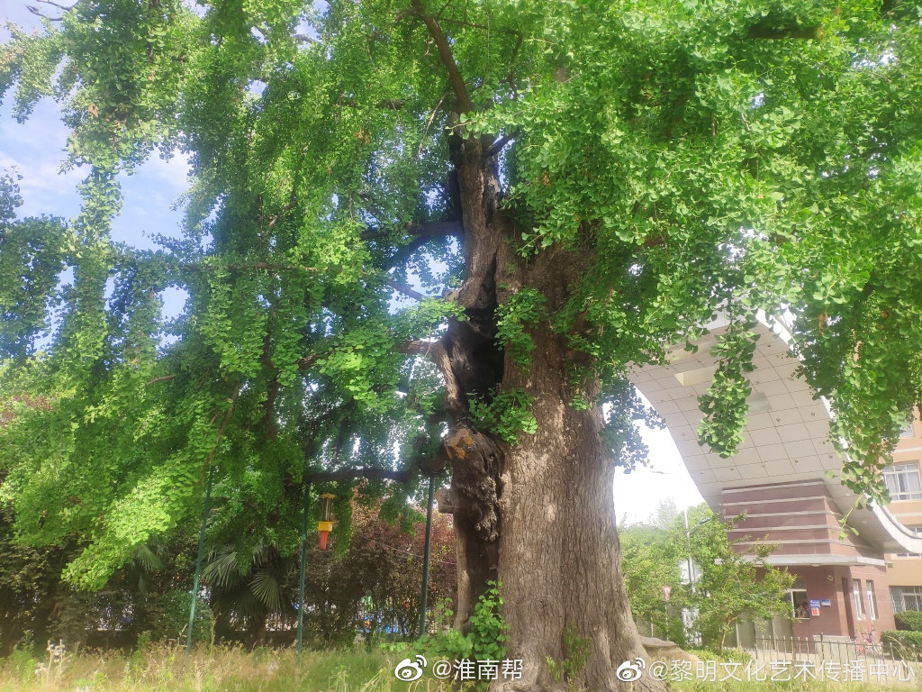 淮南市凤台一中校内千年古银杏树