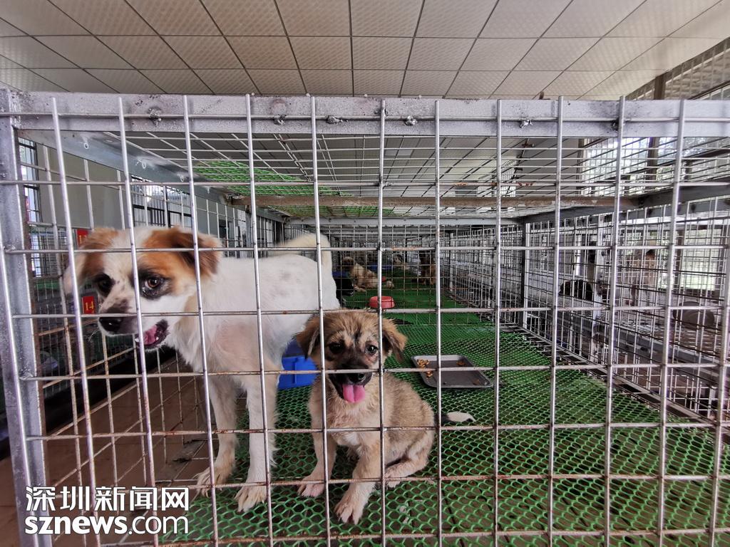 官方称观澜流浪狗收容所已整改 现代化犬只收治中心年内建成