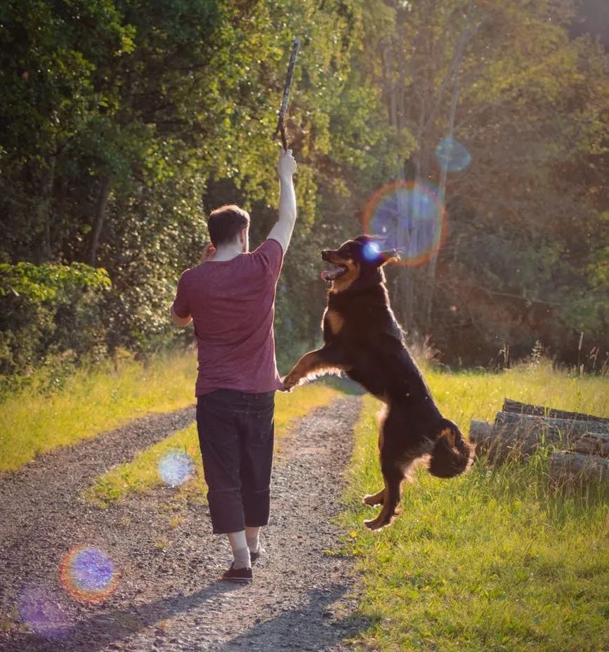 吴起老师汪星学院宠物达人评测栏目即将上线