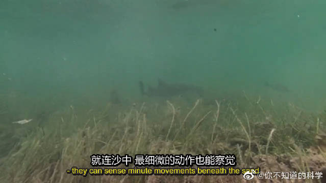 涨潮后 海洋肉食动物鲨鱼 魟鱼陆续登场 杀戮即将开始