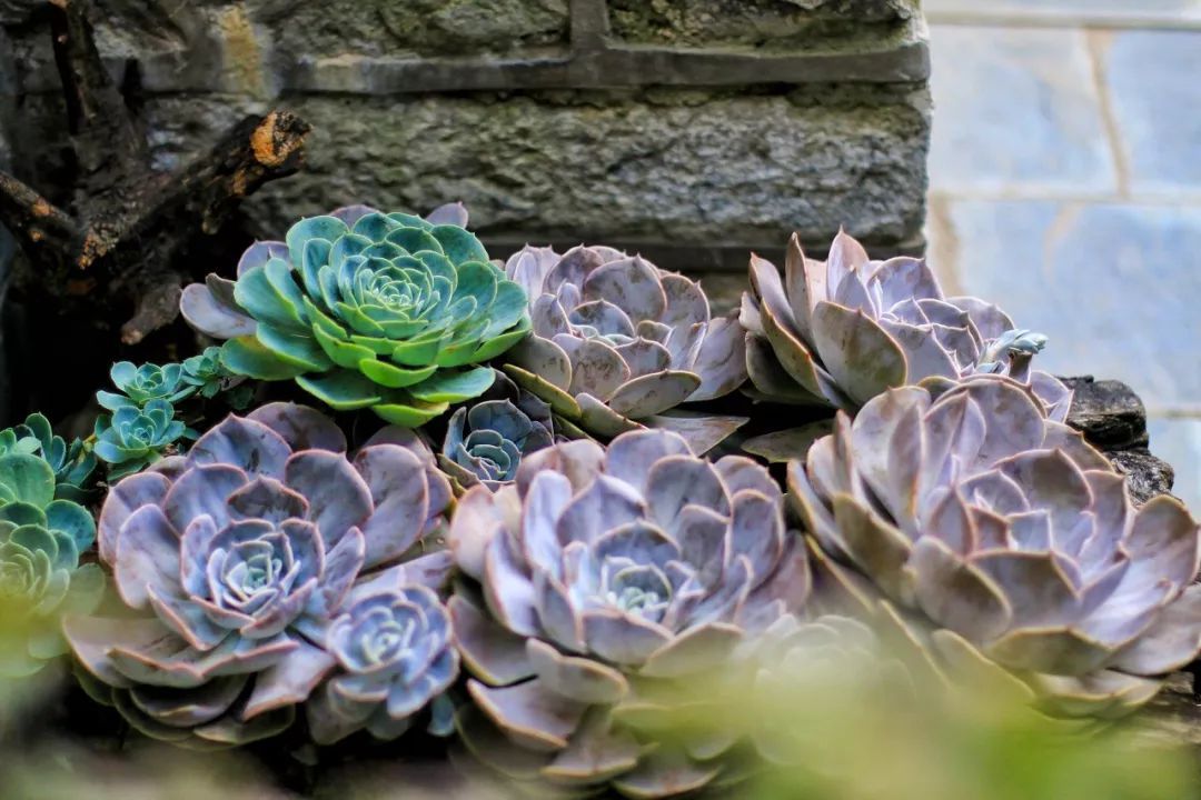 大理的这座寺庙,只种花不烧香!