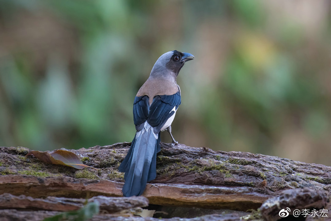 云南百花岭拍鸟之四十三灰树鹊