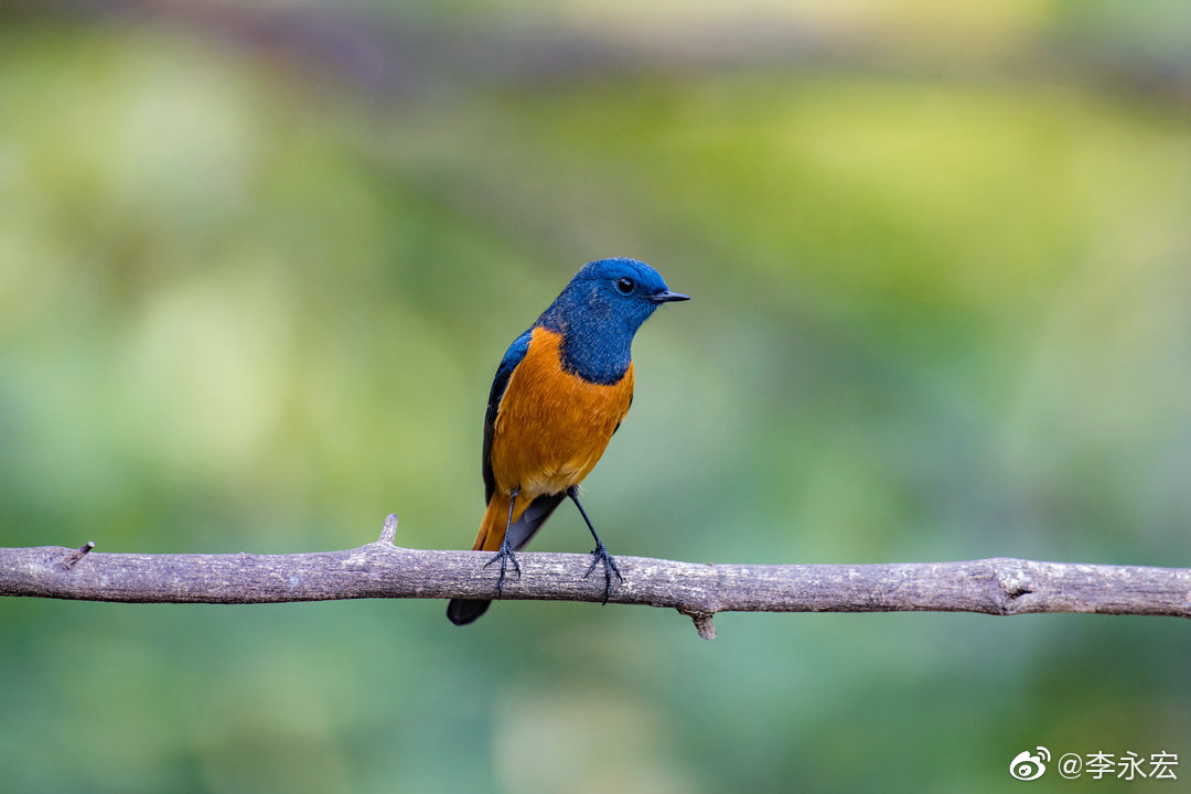 云南百花岭拍鸟之五十六蓝额红尾鸲
