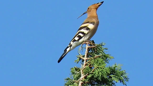 戴胜的叫声好像是这样的节奏:咕咕咕(同时点头),啊!