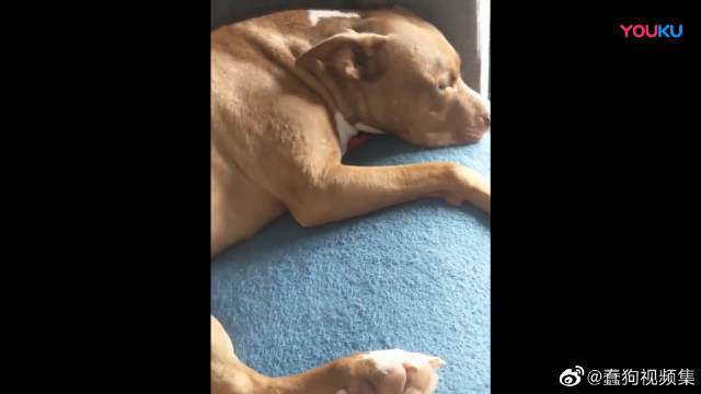 熟睡中的比特犬睡觉好像做了梦 熟睡中的比特犬睡觉好像做了梦