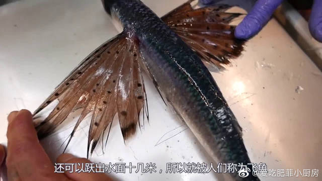 日本大厨现场制作 飞鱼 刺身 日本大厨现场制作 飞鱼 刺身