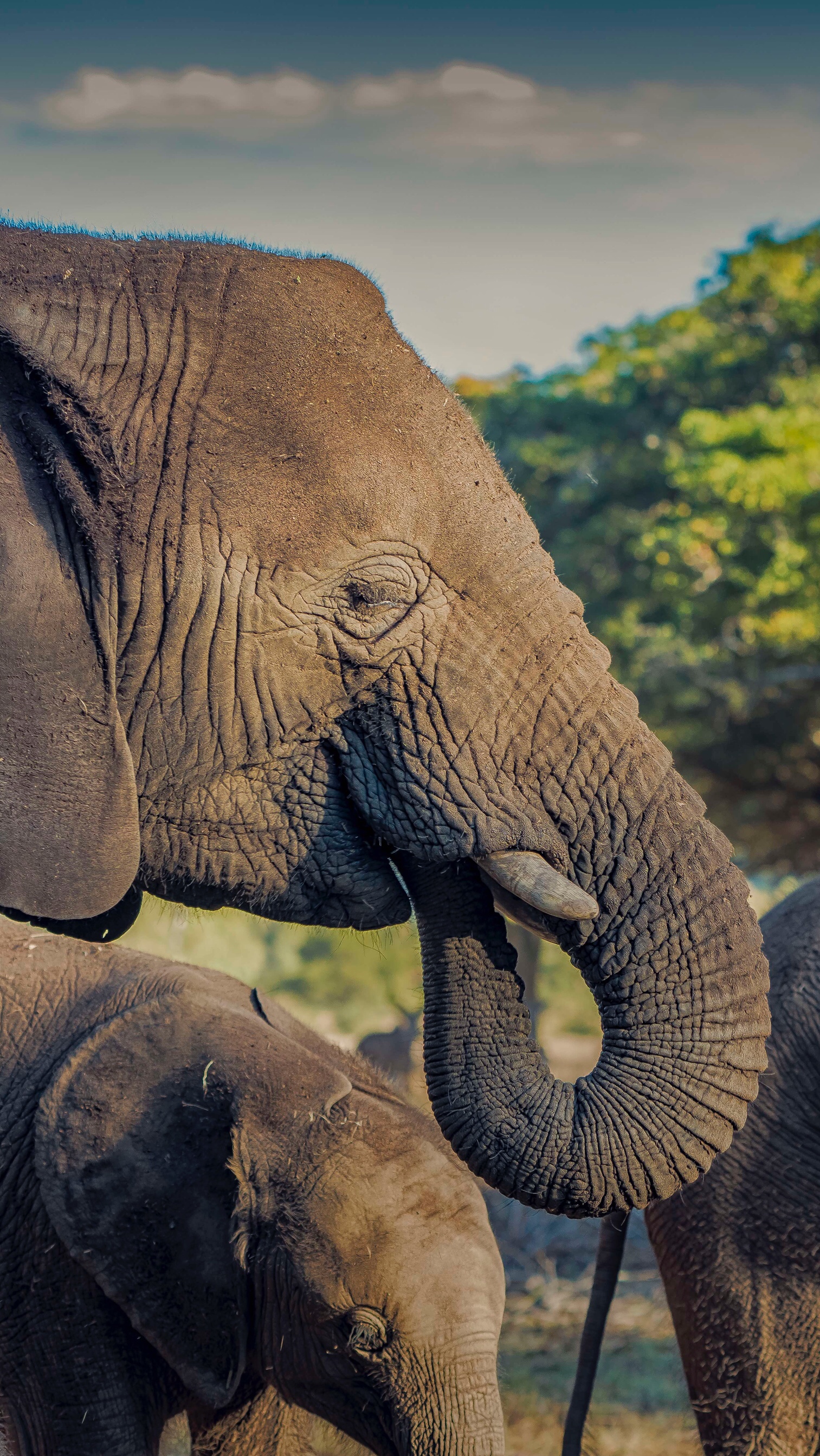 非洲高清无水印壁纸,喜欢就拿去用吧~推荐@果小桃