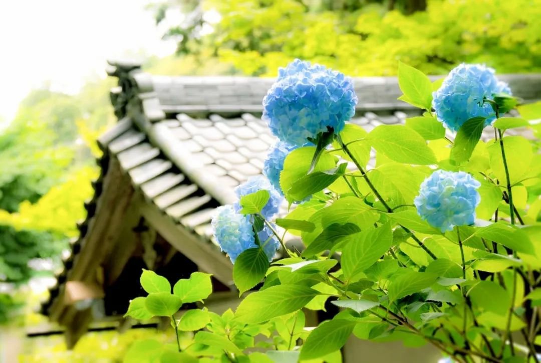 6月至7月梅雨季正是绣球花最美的时期 小巧的蓝粉色花瓣簇拥成团