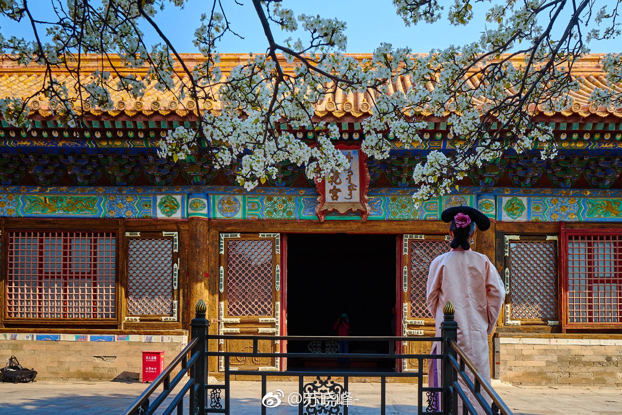 故宫承乾宫的这一树梨花开的好繁盛