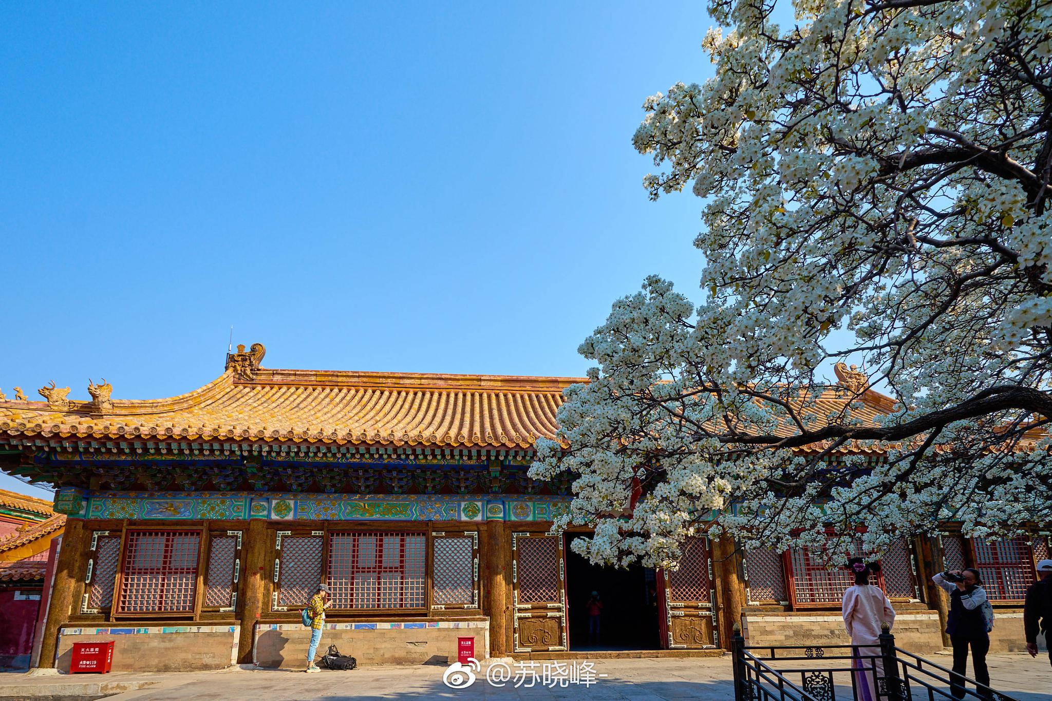 故宫承乾宫的这一树梨花开的好繁盛.