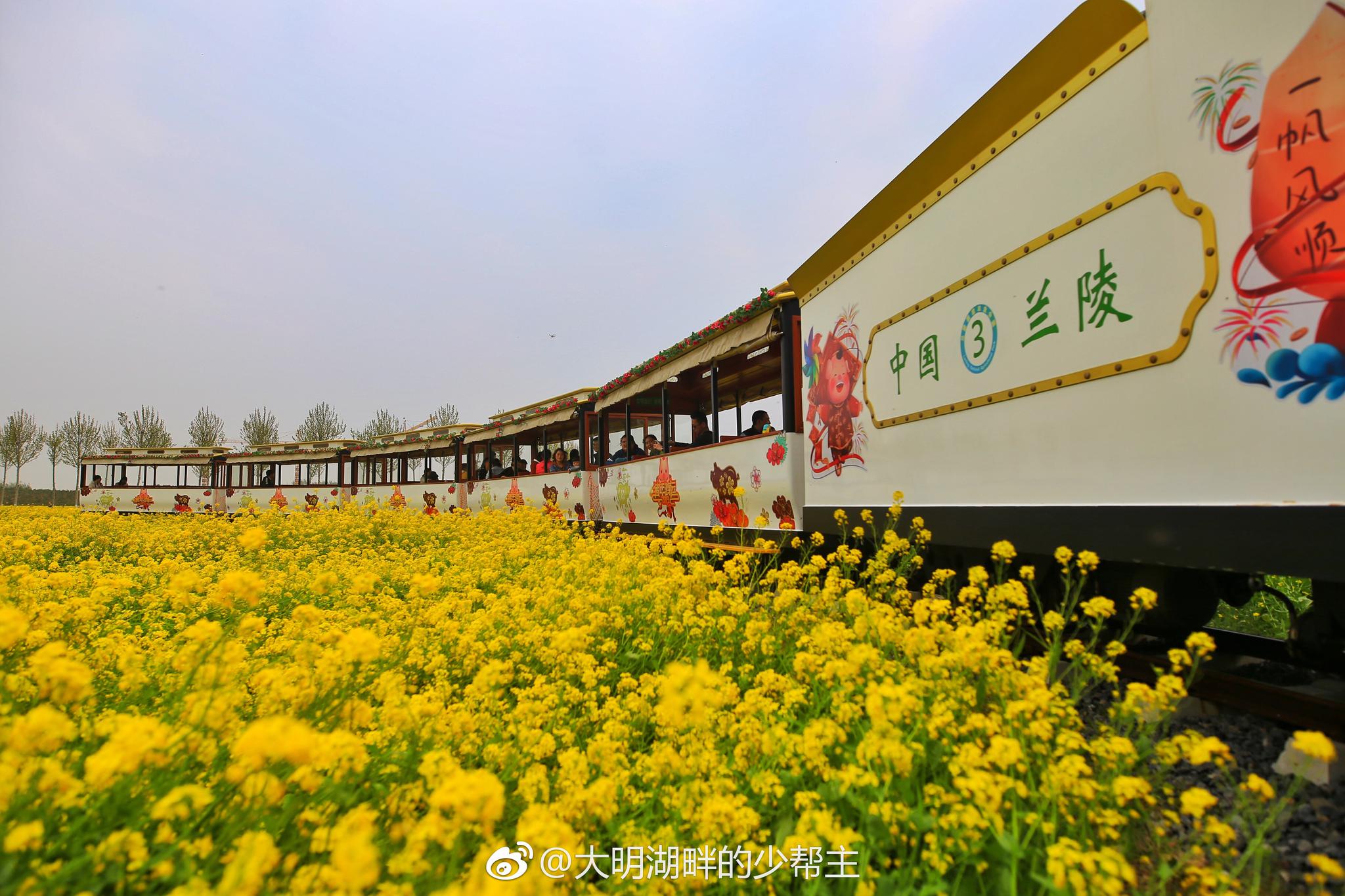 火车穿过油菜花海！网友：春日里的中国太美了 - 知乎