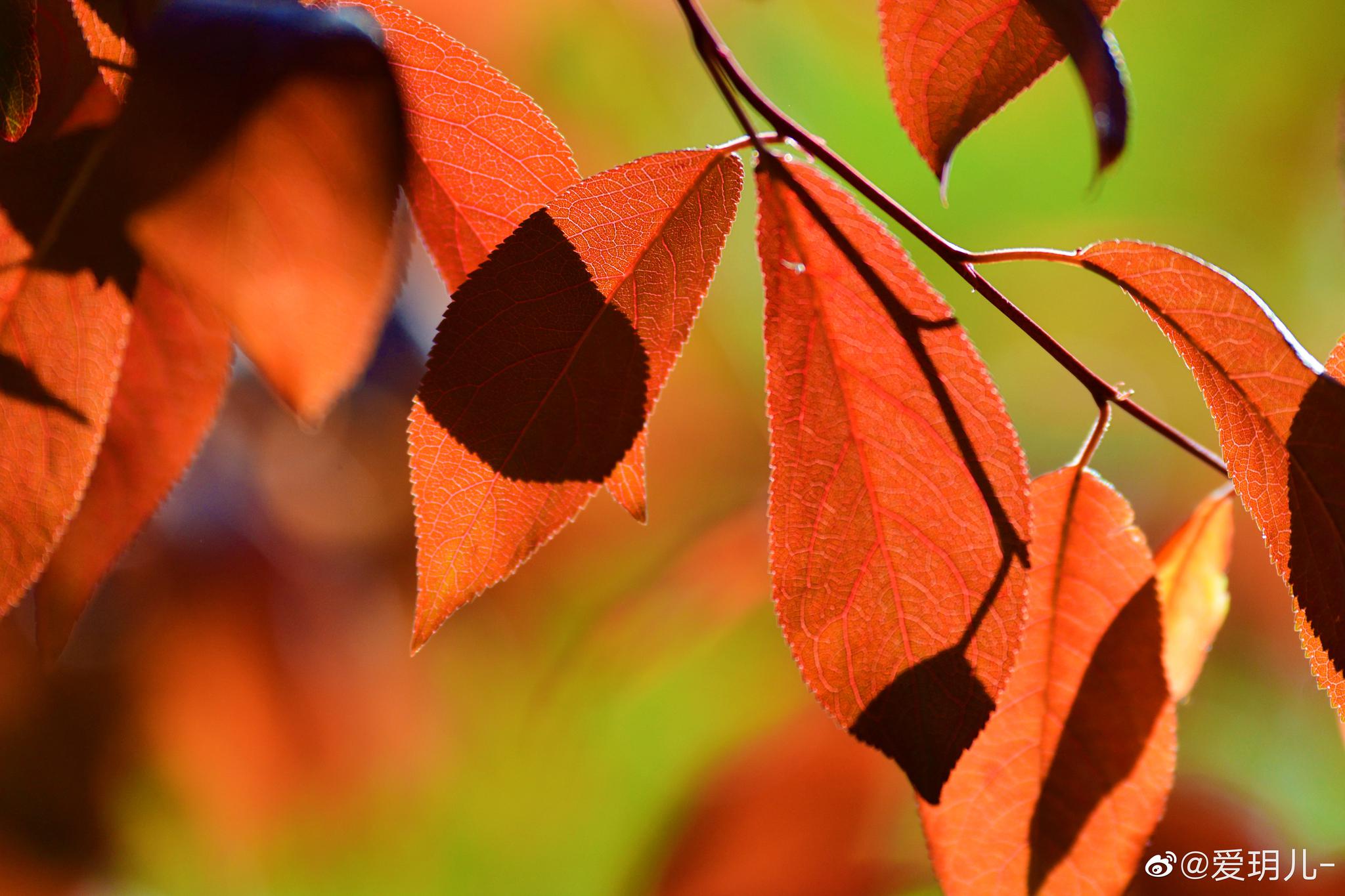 春天紫叶李的叶子在阳光下红艳艳