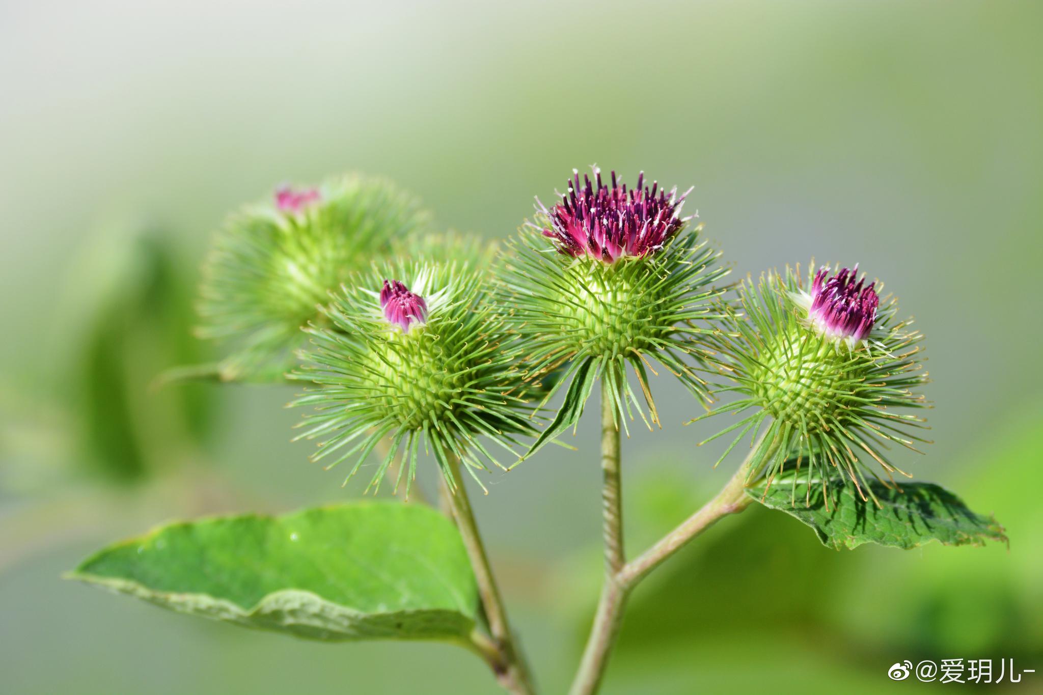 中药植物牛蒡 东洋参 大力子 恶实 的花果叶 中药植物牛蒡 东洋参 大力子 恶实 的花果叶