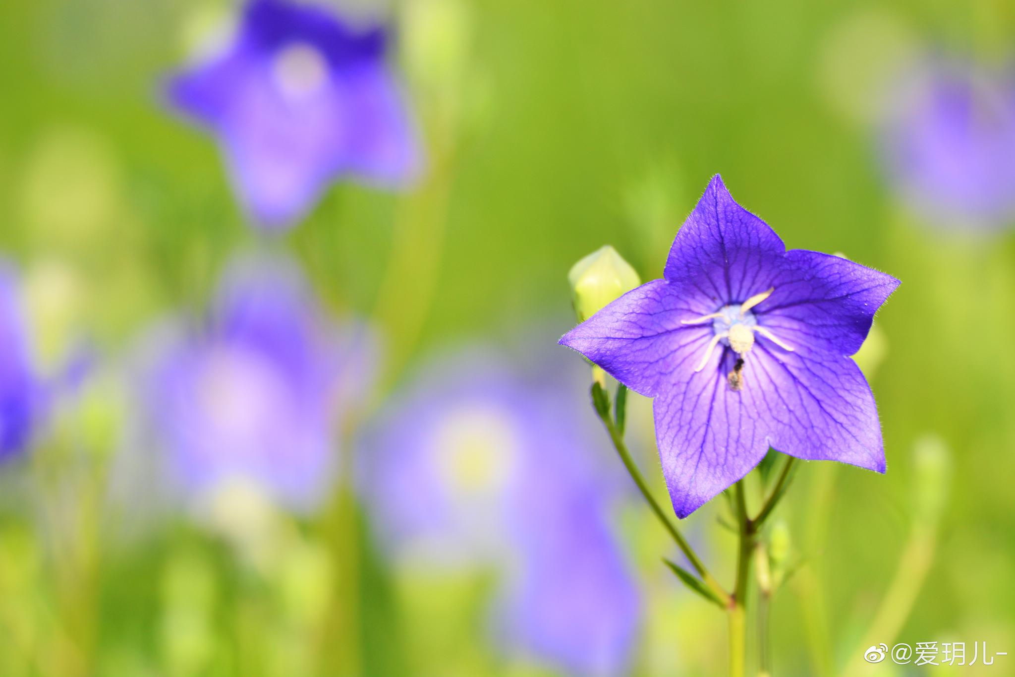 紫蓝色的桔梗花非常漂亮