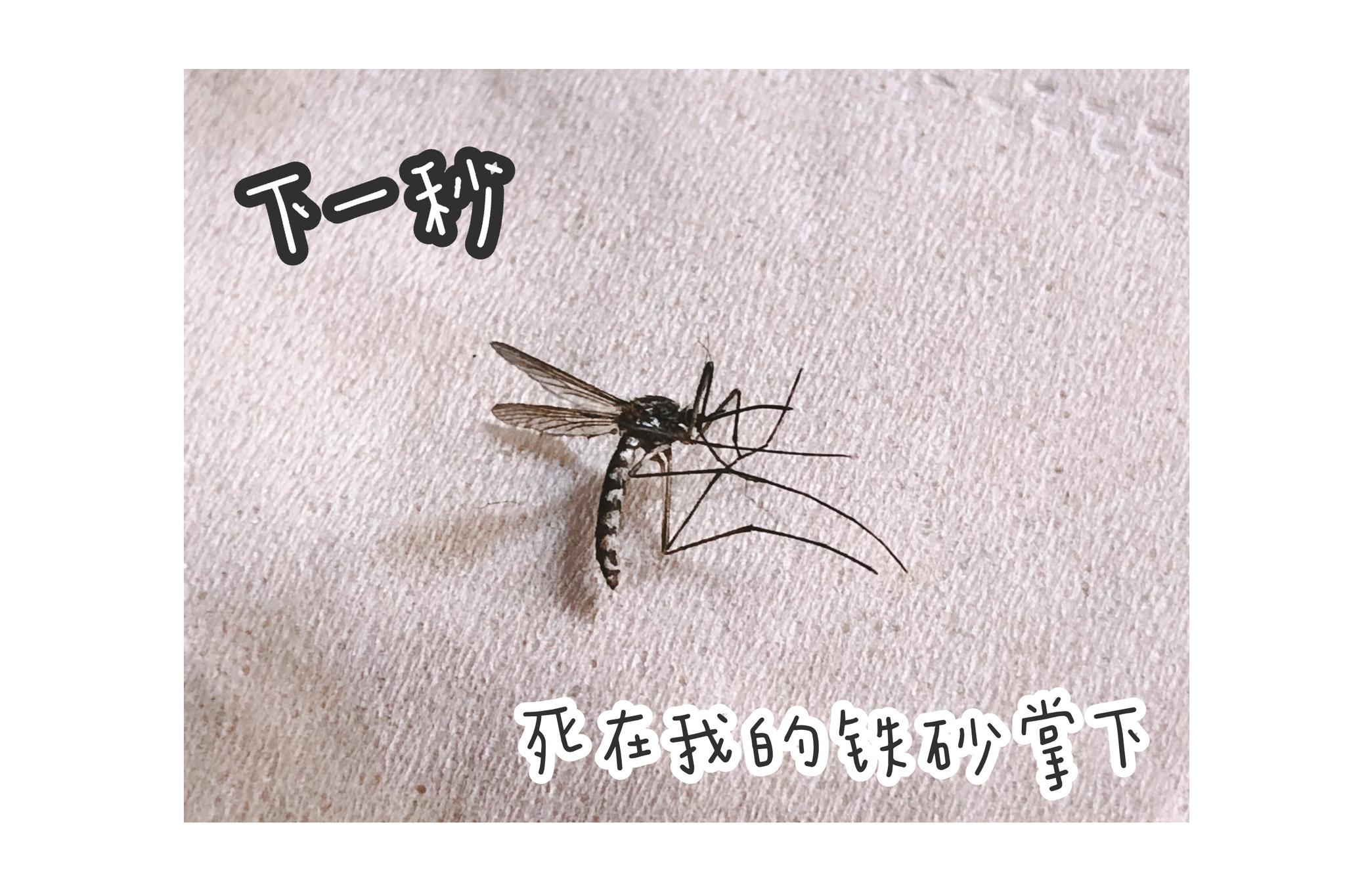 21一个暴力77悲伤的故事我与蚊子03之死_高清图集_新浪网