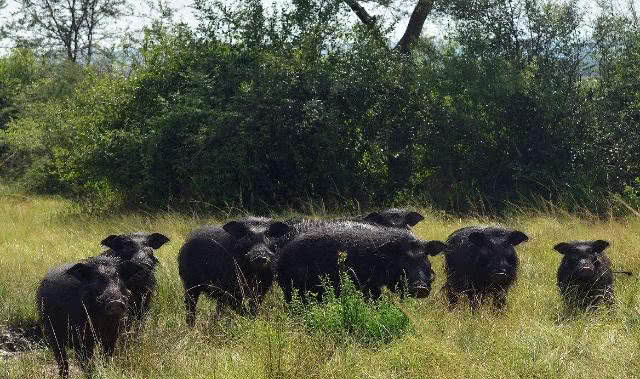 世界最"霸道"的猪,可撞死强悍的野牛,狮子看见也不敢招惹