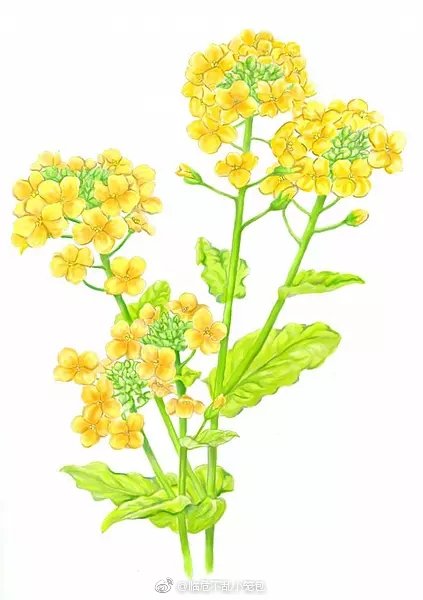 水彩植物绘油菜花春蓼荷包牡丹荆棘花琉璃菊露草千日红山紫阳 水彩植物绘油菜花春蓼荷包牡丹荆棘花琉璃菊露草千日红山紫阳
