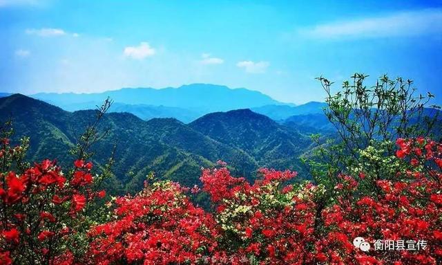 金兰石荷岭映山红竞相开放 引无数游客慕名赏花!