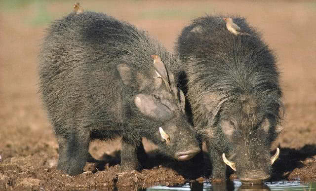 世界最"霸道"的猪,可撞死强悍的野牛,狮子看见也不敢招惹