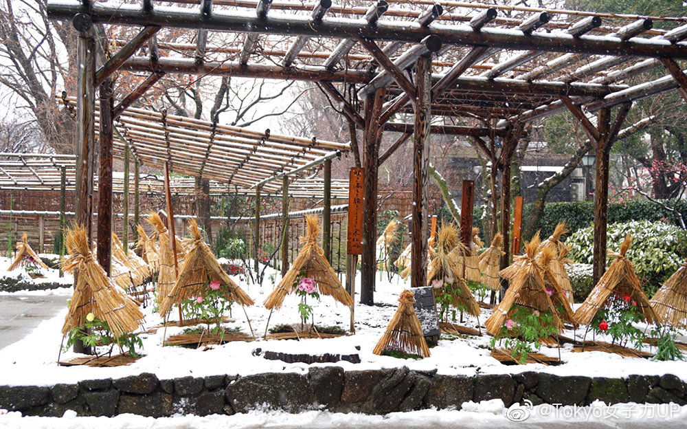 在日本有一个品种的牡丹却在冬季也盛放 这就是寒牡丹