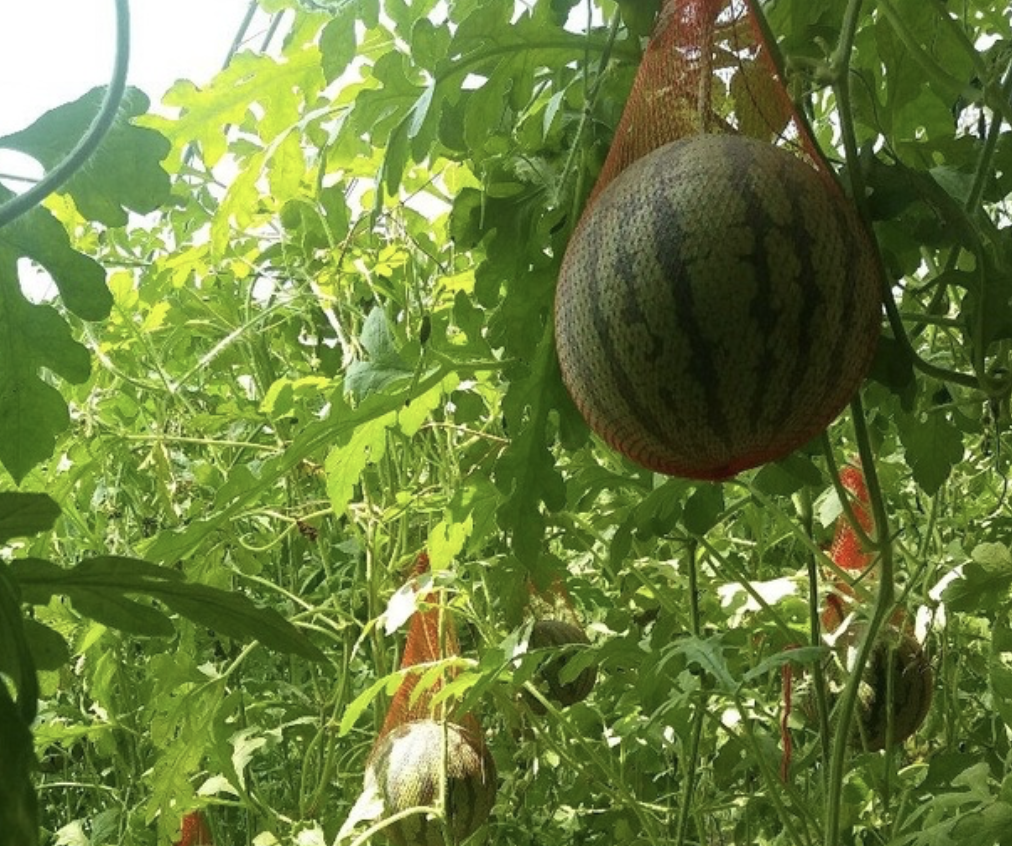 高手在民间,农民把西瓜种出新花样,收益也节节攀升