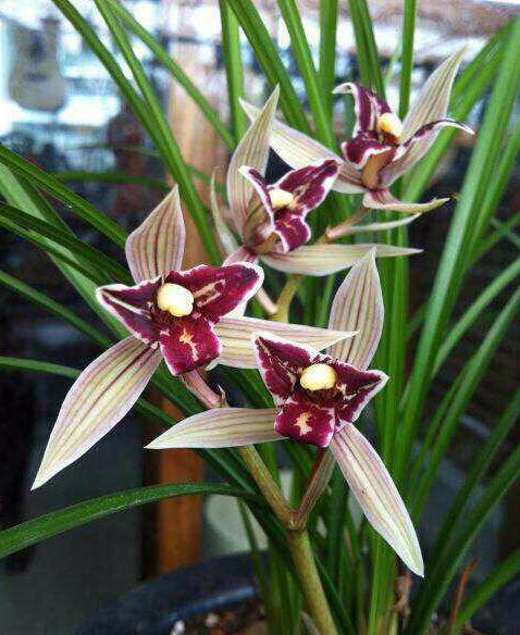 兰花花瓣丰满圆润花朵色彩艳丽是最好的红素