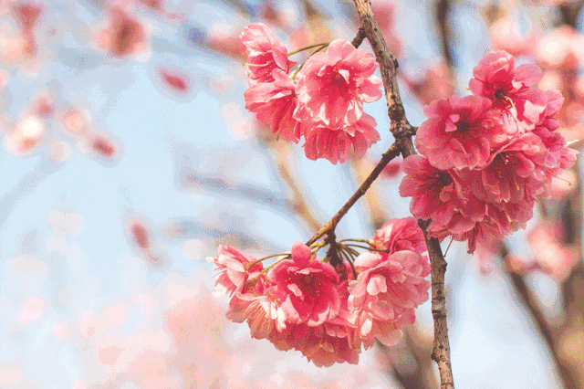 640_426gif 动态图 动图